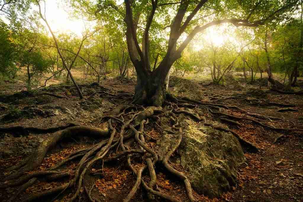 Old tree with big roots in sunny forest